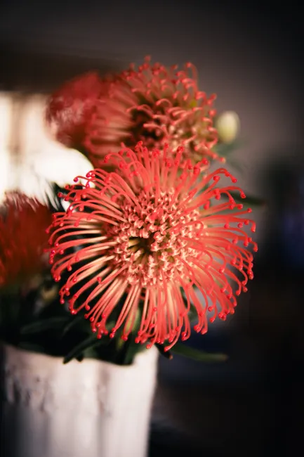 Detail Close Up Photography Of Flowers Number 9