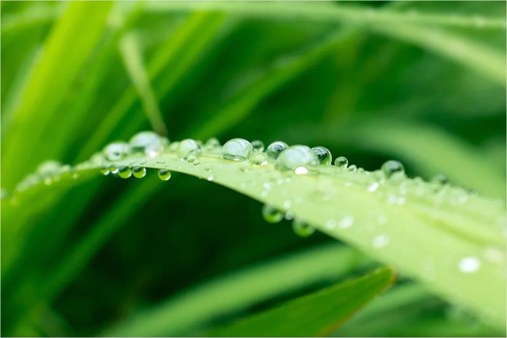 Dew Drops On Grass Macro D151