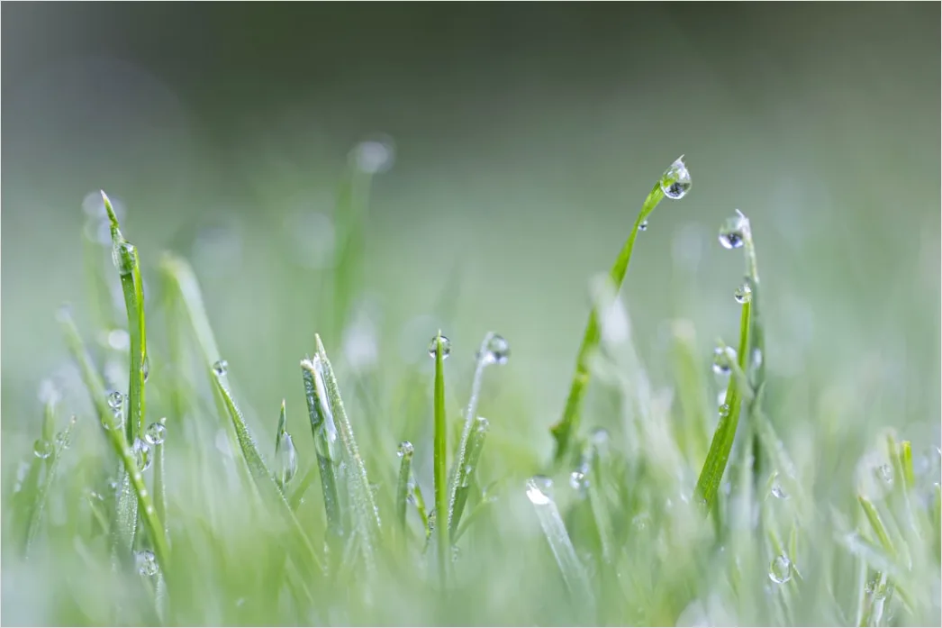Detail Dew Drops On Grass Macro Number 12