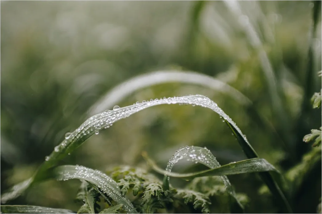 Detail Dew Drops On Grass Macro Number 13