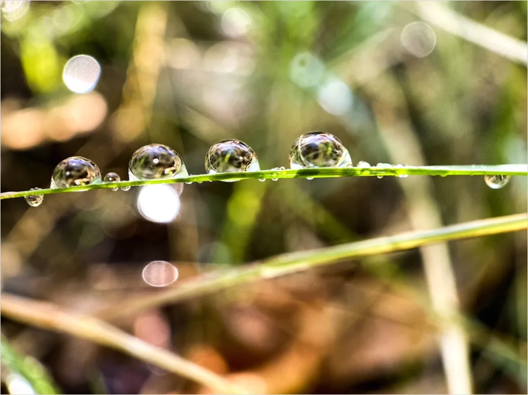 Detail Dew Drops On Grass Macro Number 14