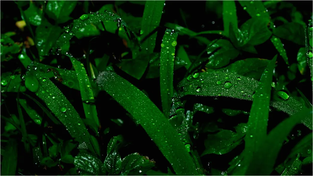 Detail Dew Drops On Grass Macro Number 15