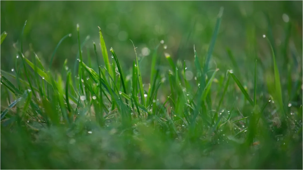 Detail Dew Drops On Grass Macro Number 16