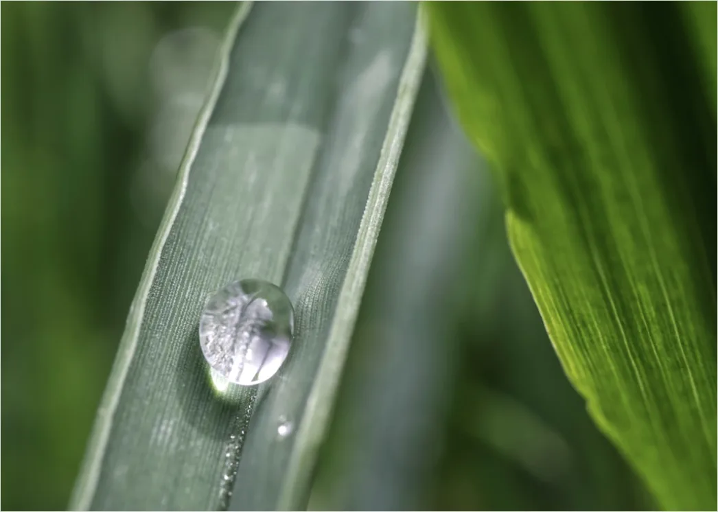 Detail Dew Drops On Grass Macro Number 17