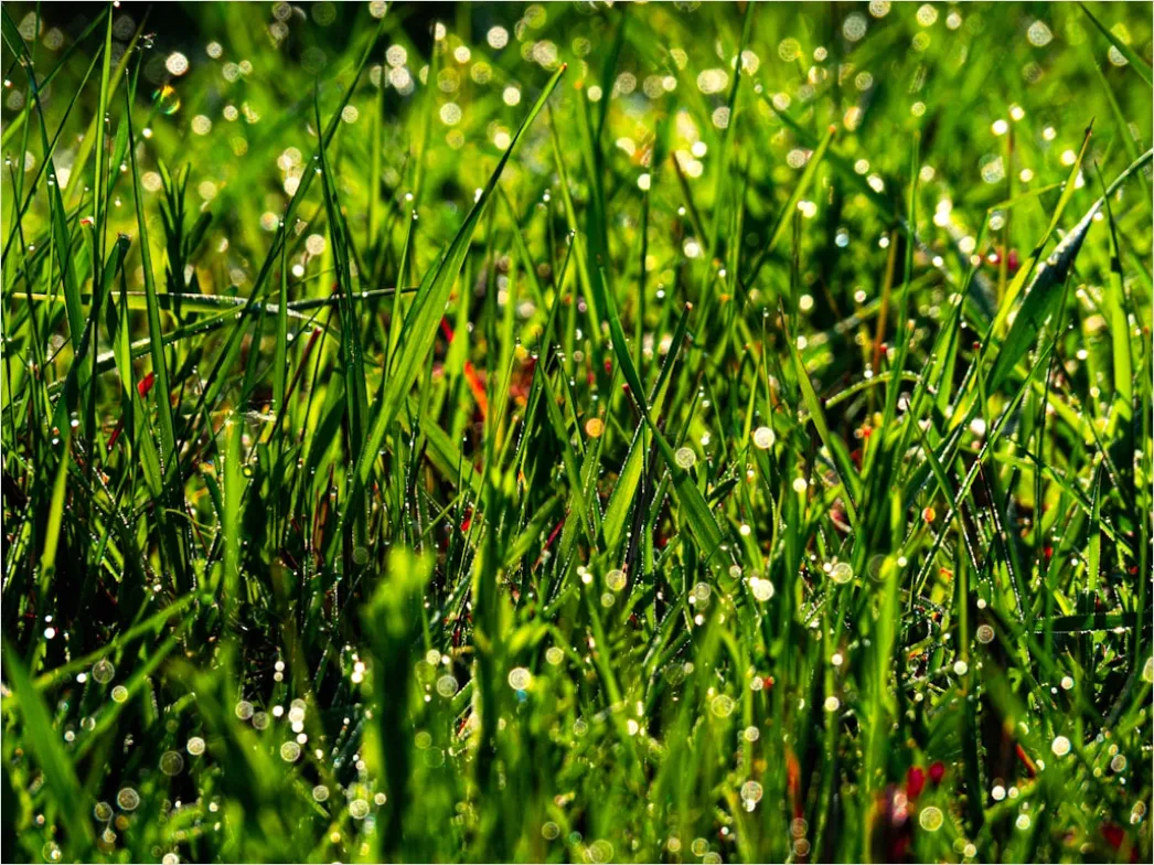 Detail Dew Drops On Grass Macro Number 18