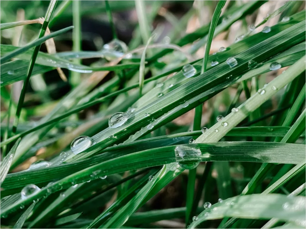 Detail Dew Drops On Grass Macro Number 19