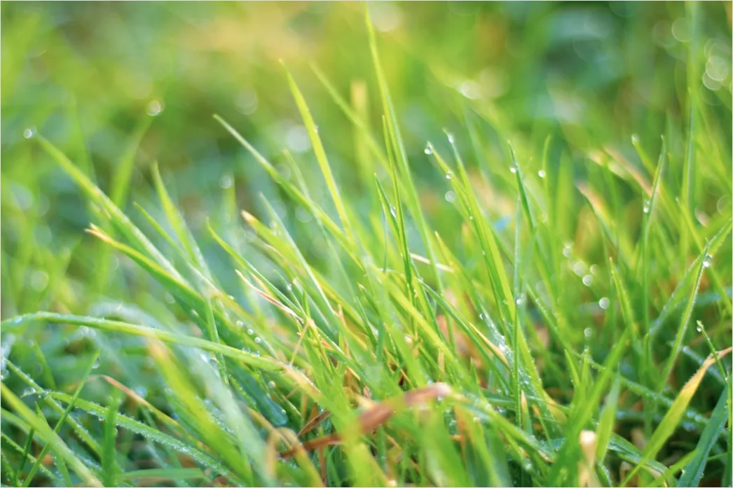 Detail Dew Drops On Grass Macro Number 20