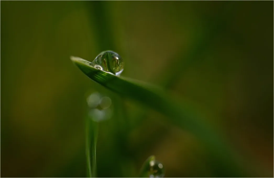 Detail Dew Drops On Grass Macro Number 3