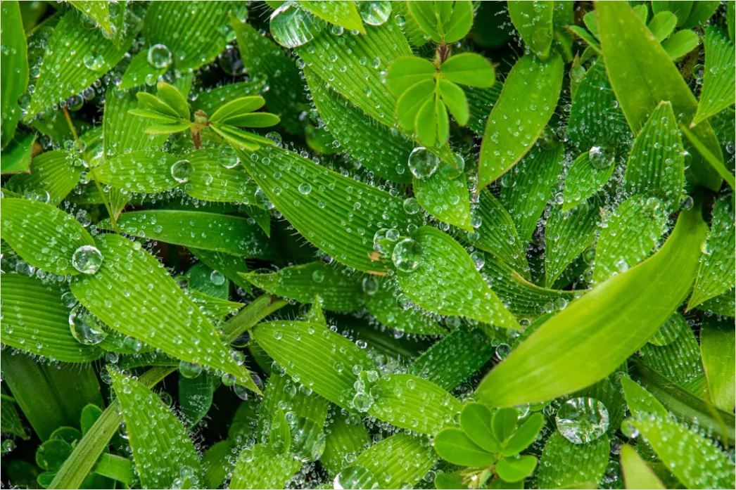 Detail Dew Drops On Grass Macro Number 6