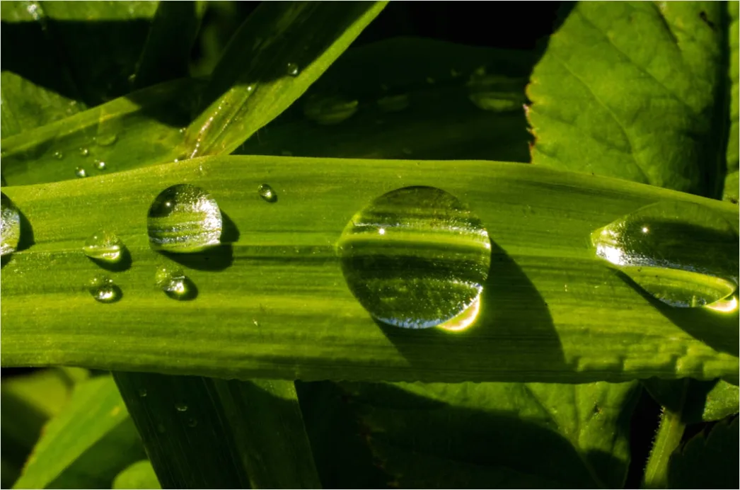 Detail Dew Drops On Grass Macro Number 7