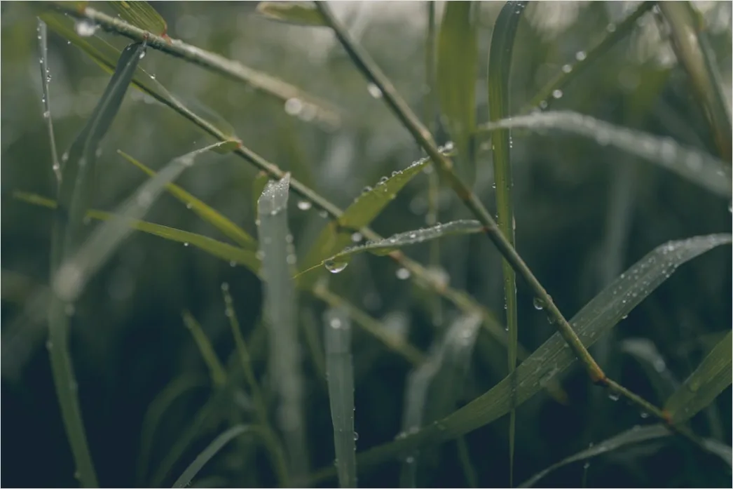 Detail Dew Drops On Grass Macro Number 8