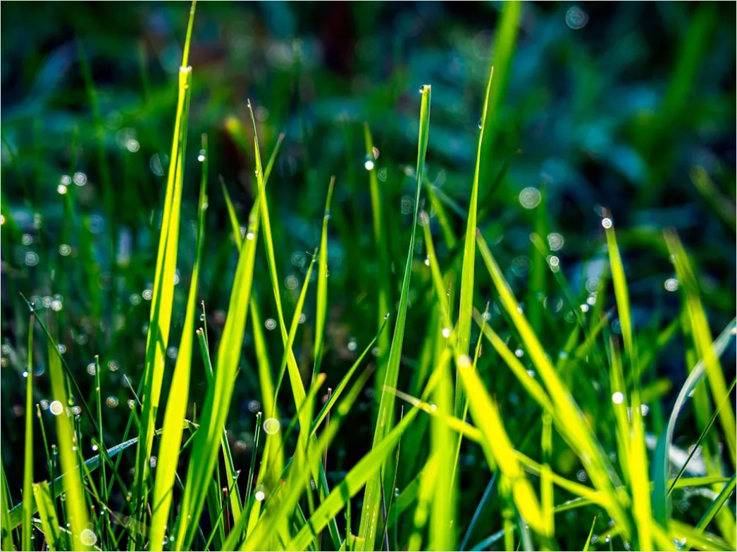 Detail Dew Drops On Grass Macro Number 9