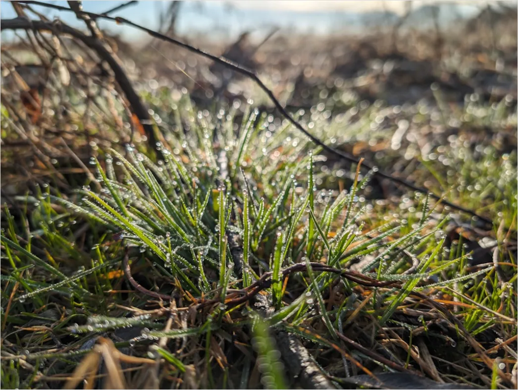 Detail Dew Drops On Grass Macro Number 10