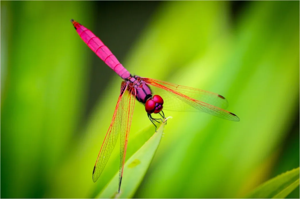 Detail Dragonfly Macro Number 2