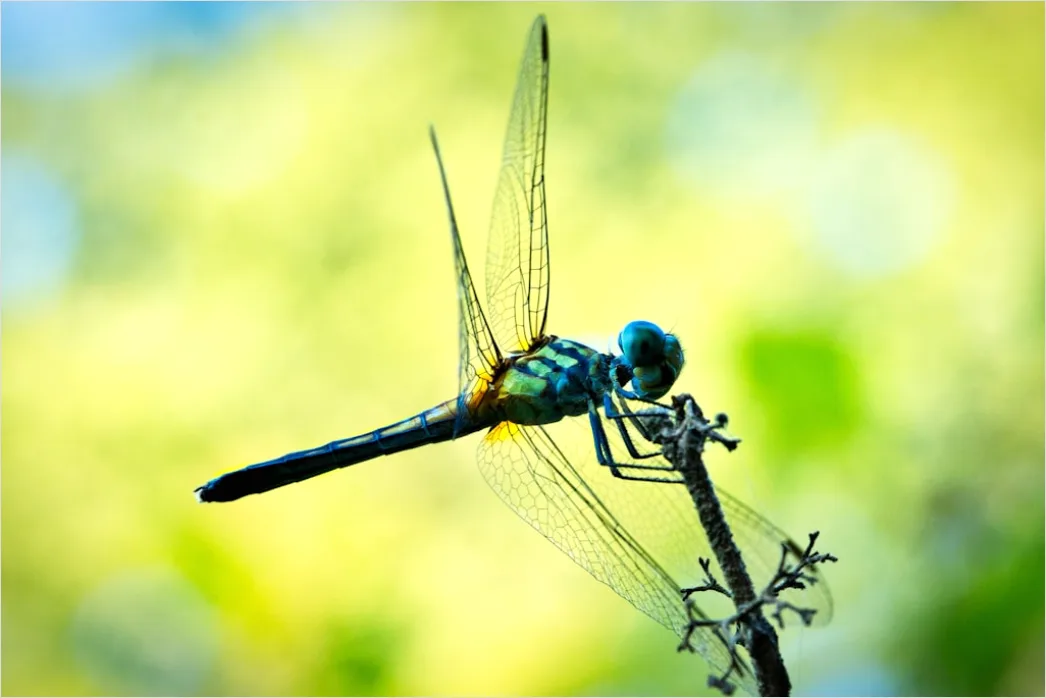 Detail Dragonfly Macro Number 11