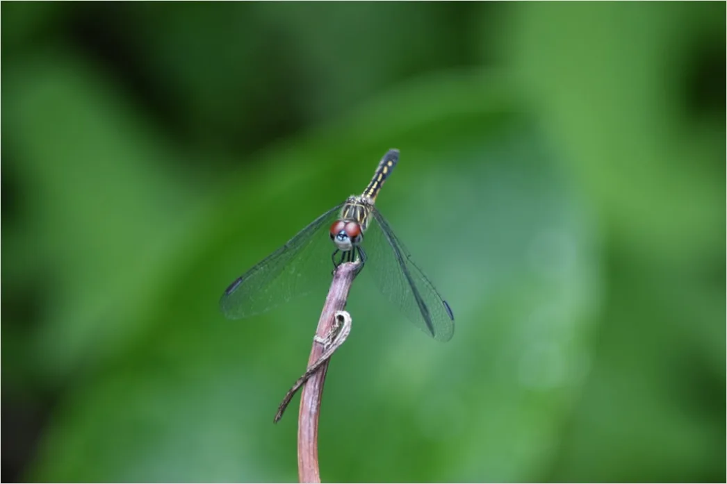 Detail Dragonfly Macro Number 12