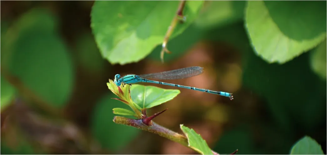 Detail Dragonfly Macro Number 13