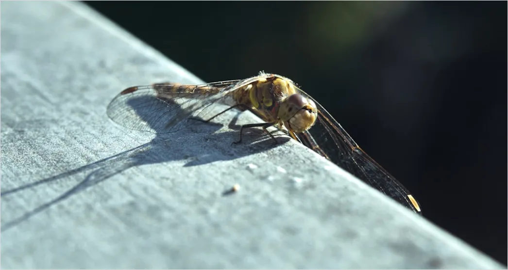 Detail Dragonfly Macro Number 14