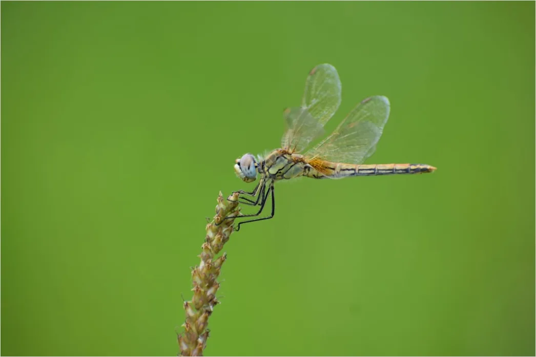 Detail Dragonfly Macro Number 15