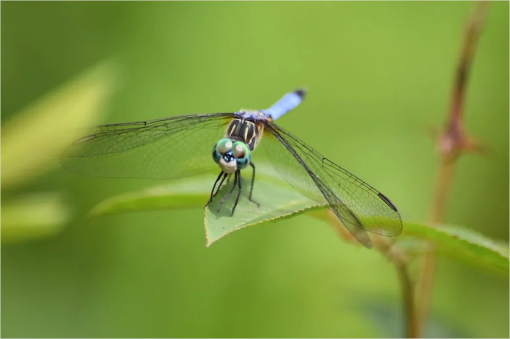 Detail Dragonfly Macro Number 16