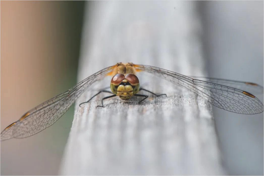 Detail Dragonfly Macro Number 17