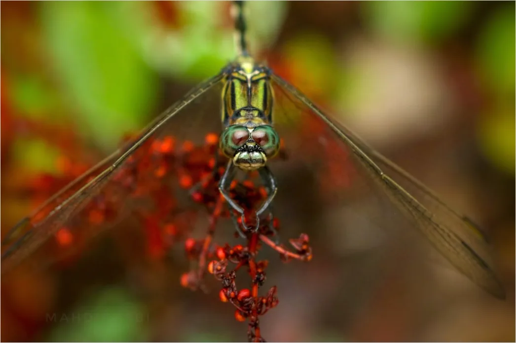 Detail Dragonfly Macro Number 18