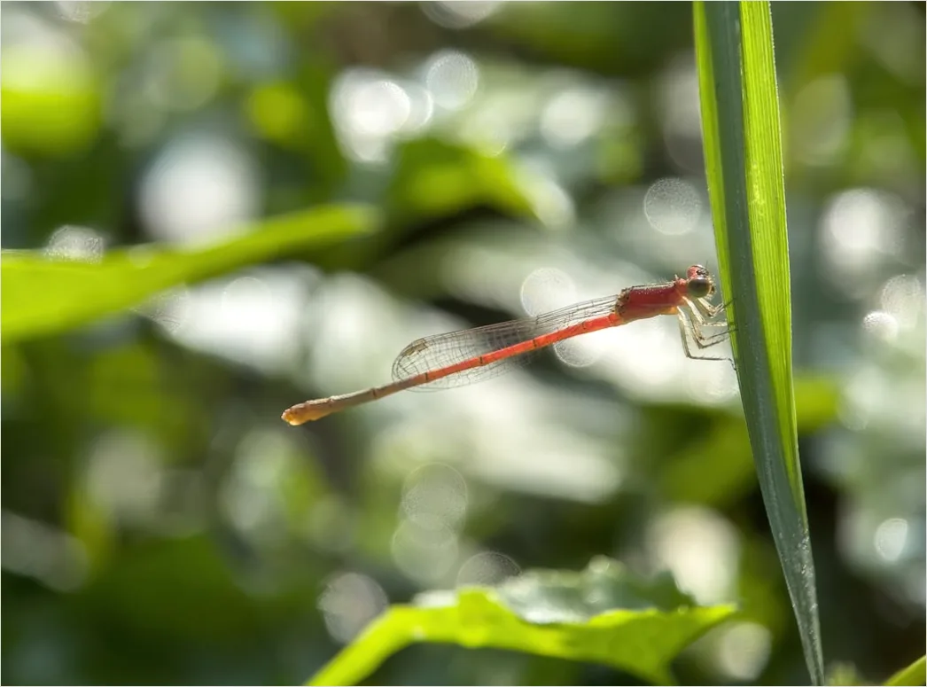 Detail Dragonfly Macro Number 19