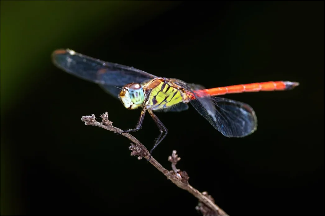Detail Dragonfly Macro Number 20
