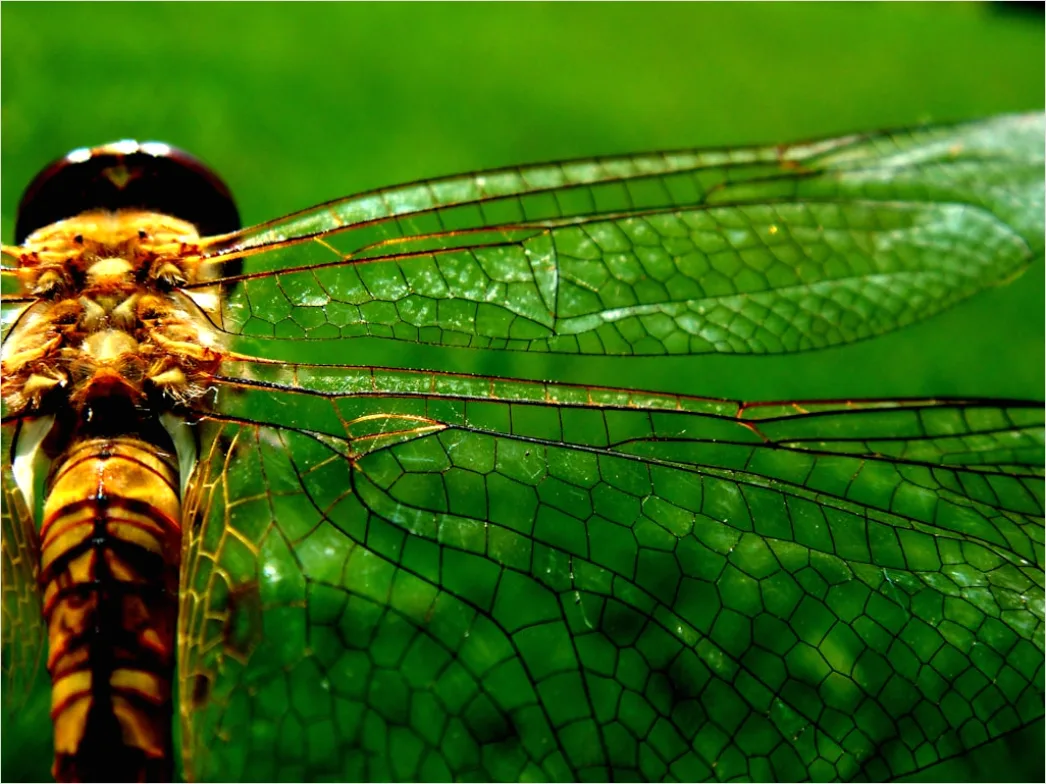 Detail Dragonfly Macro Number 3