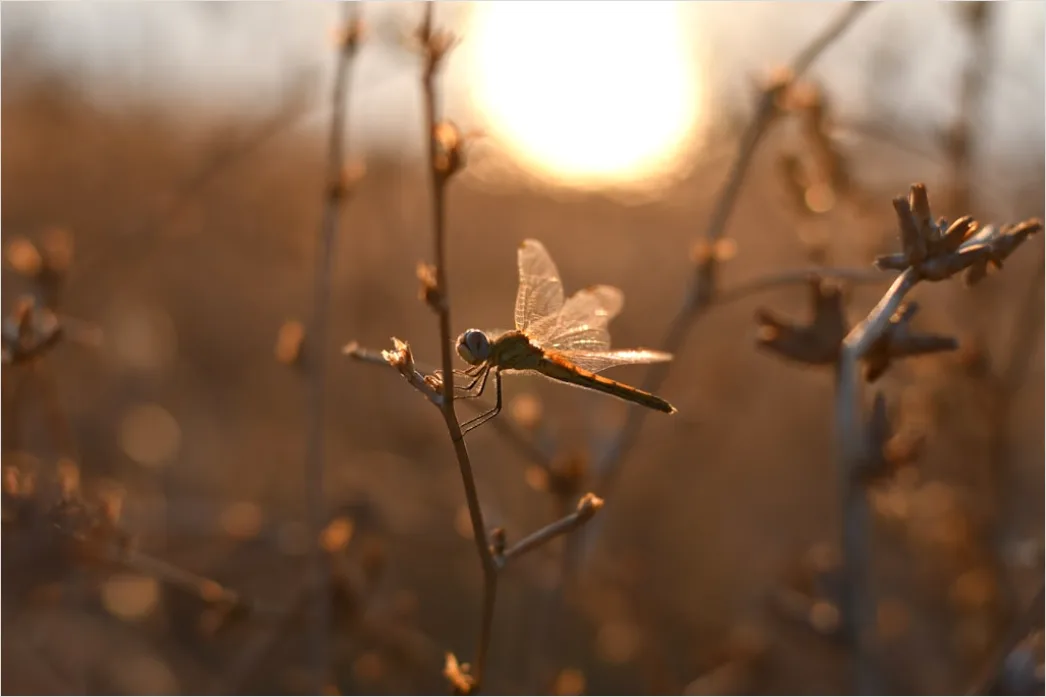 Detail Dragonfly Macro Number 4