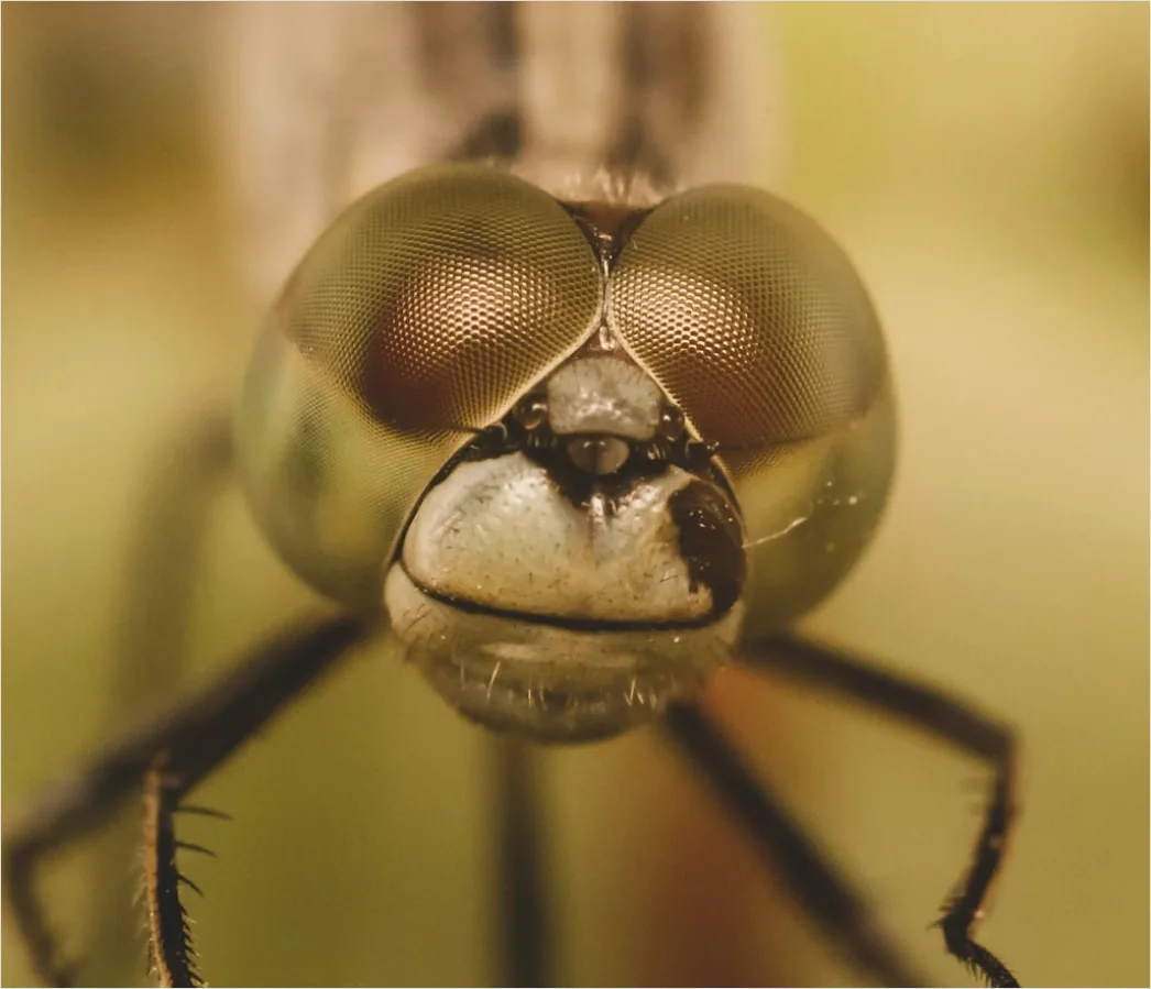 Detail Dragonfly Macro Number 5