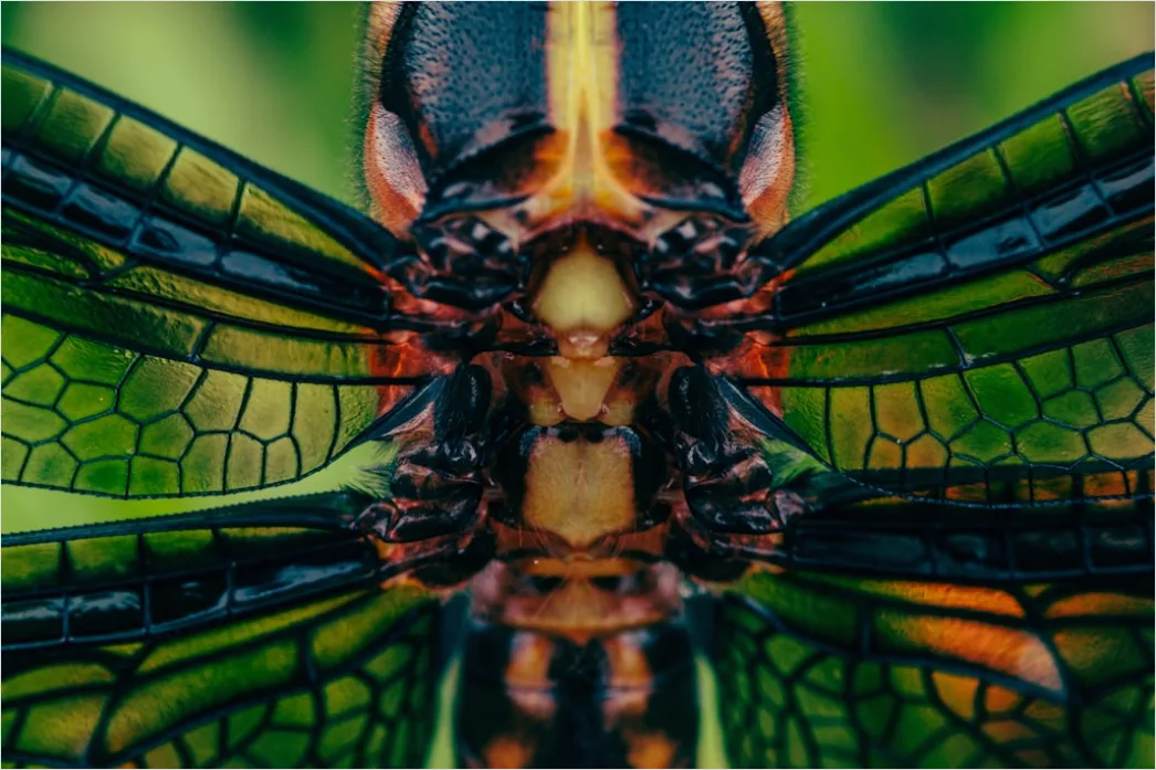 Detail Dragonfly Macro Number 6