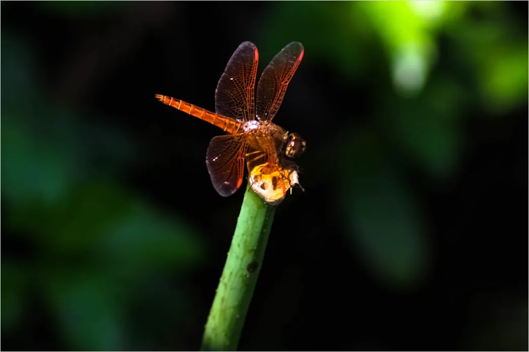 Detail Dragonfly Macro Number 7