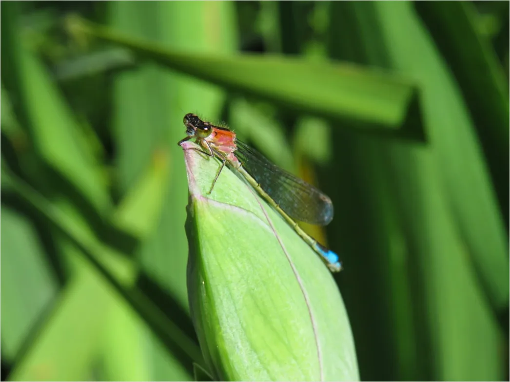 Detail Dragonfly Macro Number 8