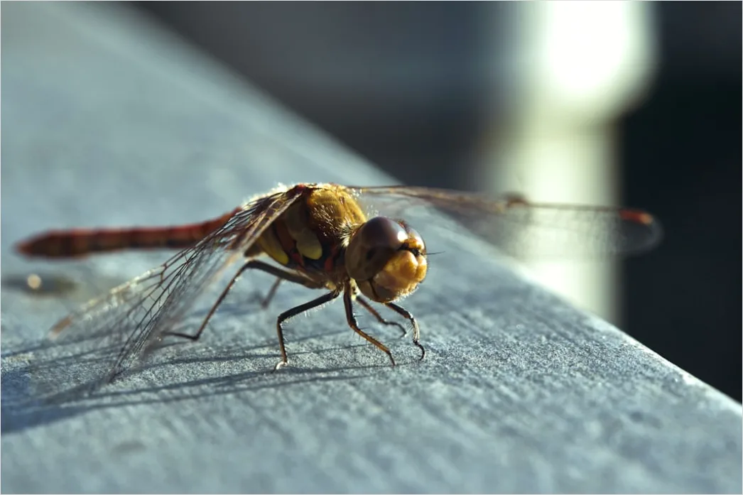 Detail Dragonfly Macro Number 9