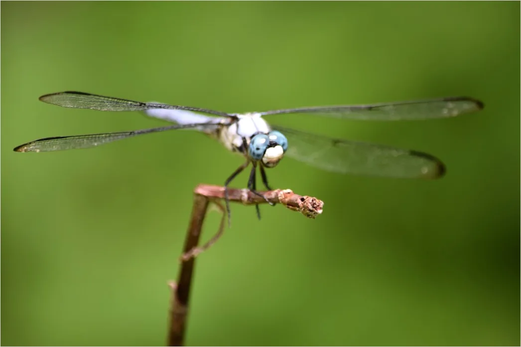 Detail Dragonfly Macro Number 10