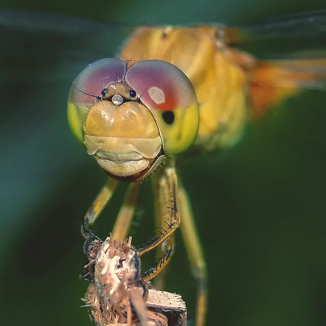 Dragonfly Macro Photography Close Up B6f6