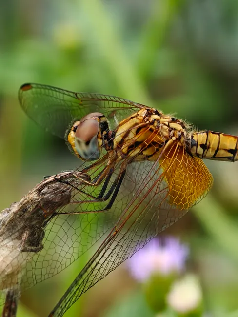 Detail Dragonfly Macro Photography Close Up Number 2