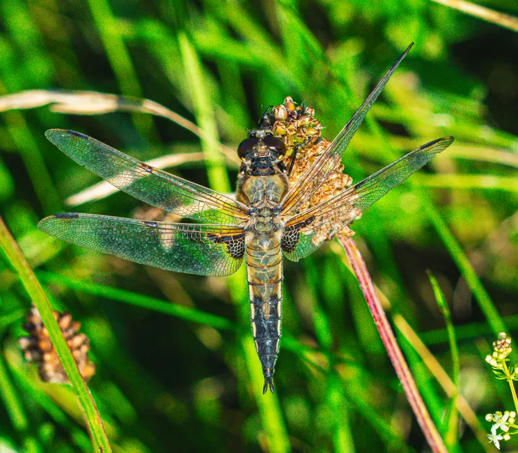 Detail Dragonfly Macro Photography Close Up Number 11