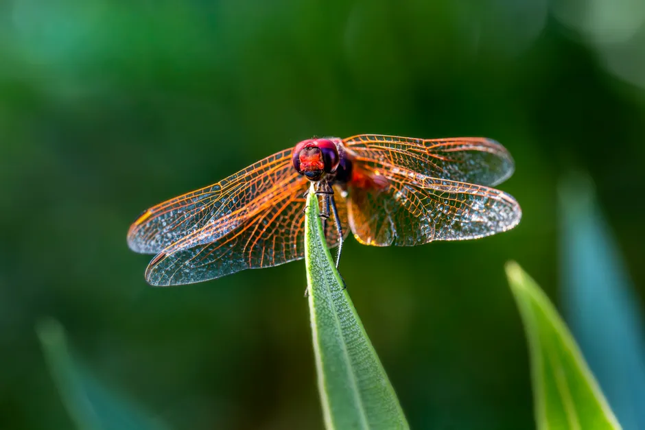 Detail Dragonfly Macro Photography Close Up Number 12