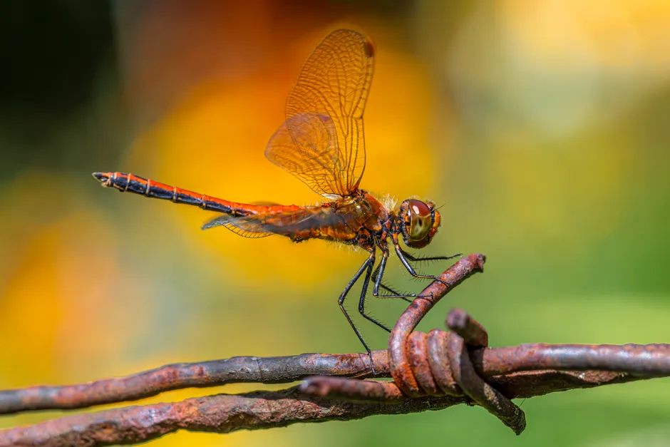 Detail Dragonfly Macro Photography Close Up Number 13