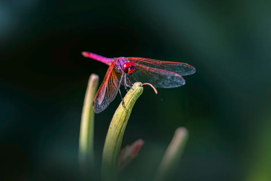 Detail Dragonfly Macro Photography Close Up Number 14