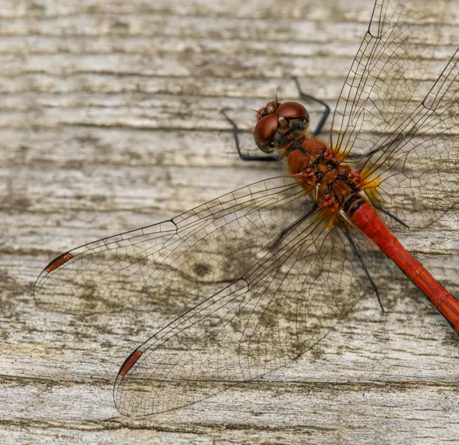 Detail Dragonfly Macro Photography Close Up Number 15
