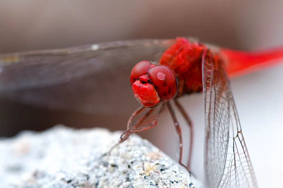 Detail Dragonfly Macro Photography Close Up Number 16