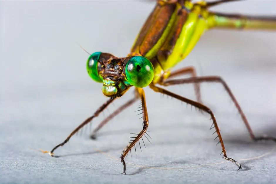 Detail Dragonfly Macro Photography Close Up Number 17