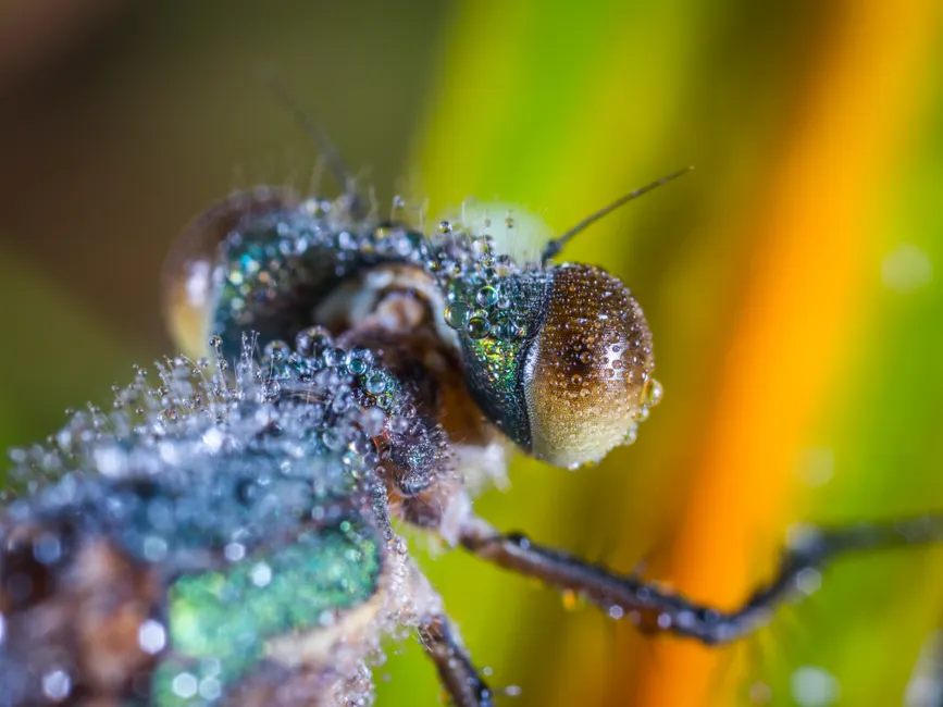 Detail Dragonfly Macro Photography Close Up Number 18