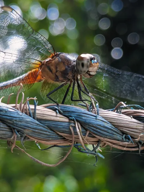 Detail Dragonfly Macro Photography Close Up Number 19