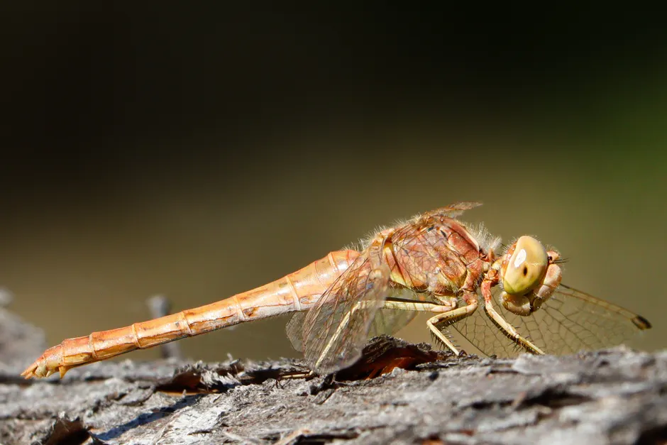 Detail Dragonfly Macro Photography Close Up Number 20