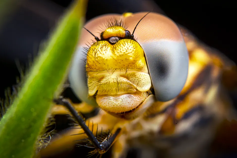 Detail Dragonfly Macro Photography Close Up Number 3