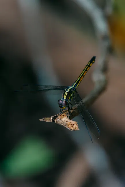 Detail Dragonfly Macro Photography Close Up Number 4